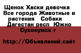 Щенок Хаски девочка - Все города Животные и растения » Собаки   . Дагестан респ.,Южно-Сухокумск г.